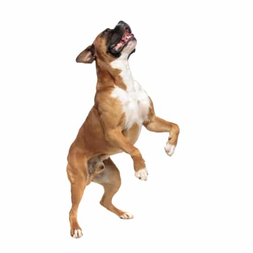 A brown and white dog, looking like a contender in the dog olympics, stands on its hind legs with its mouth open, appearing to reach upwards.