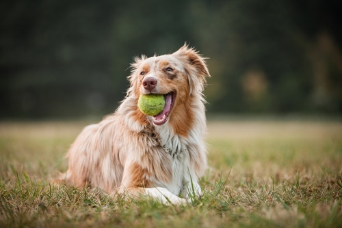 A dog with light brown fur rests on a grassy field, holding a green tennis ball in its mouth.