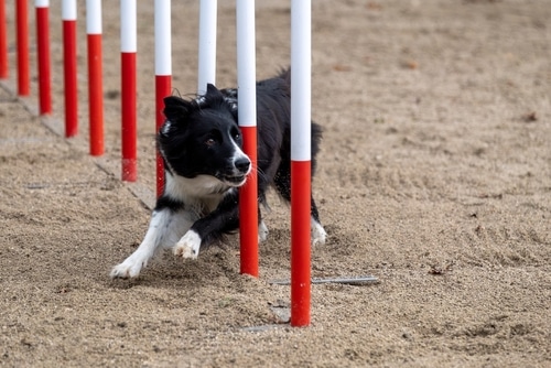 A black and white dog weaves through red and white poles on a sandy surface during an agility course at the Perth Royal Show this year.