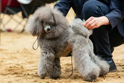 A poodle in a show cut is standing on a sandy surface while a person next to it adjusts its fur, making it one of the reasons to catch the Perth Royal Show this year.