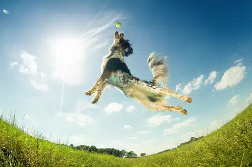 A dog leaps high into the air to catch a ball in a sunny, grassy field with a bright blue sky and a few clouds, showcasing skills fit for the Pet Olympics.