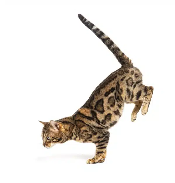 A spotted and striped cat, reminiscent of a skilled pet athlete, gracefully balances on its front paws with its hind legs in the air against a white background—an Olympic-level feat.