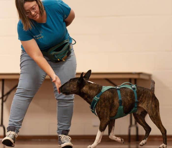 A person in a blue shirt and jeans interacts with a brindle dog wearing a green harness indoors. As the dog trainer holds their hand out to the dog, who is focused on the hand, both appear engaged in training. This could be a scene from the renowned Dogs West facility.