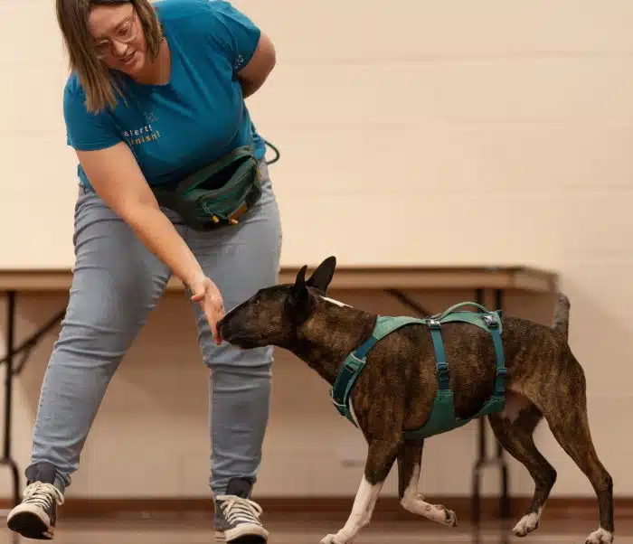 A person in a blue shirt and jeans interacts with a brindle dog wearing a green harness indoors. As the dog trainer holds their hand out to the dog, who is focused on the hand, both appear engaged in training. This could be a scene from the renowned Dogs West facility.