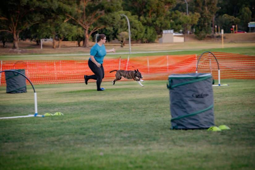 A person in a blue shirt and black pants, possibly a dog trainer, runs alongside a dog on a grass field, navigating an agility course with orange fencing and various obstacles. Trees are visible in the background, capturing the essence of Dogs West training sessions.