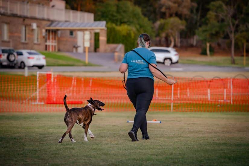 A dog trainer walks a dog on a grassy field near an orange construction barrier, with cars and buildings in the background, possibly representing Dogs West.