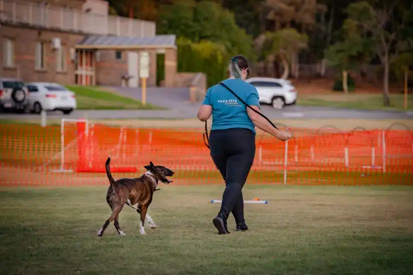 A dog trainer walks a dog on a grassy field near an orange construction barrier, with cars and buildings in the background, possibly representing Dogs West.