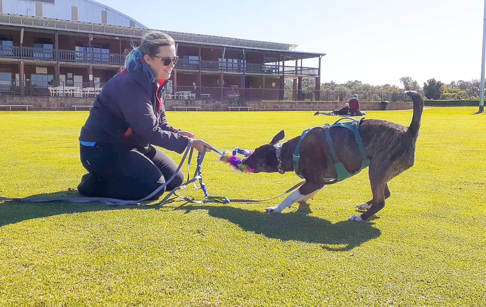 A woman kneels on grass, playing tug-of-war with a dog wearing a harness. A building and another person on the field are in the background, possibly a dog trainer from Dogs West offering guidance.