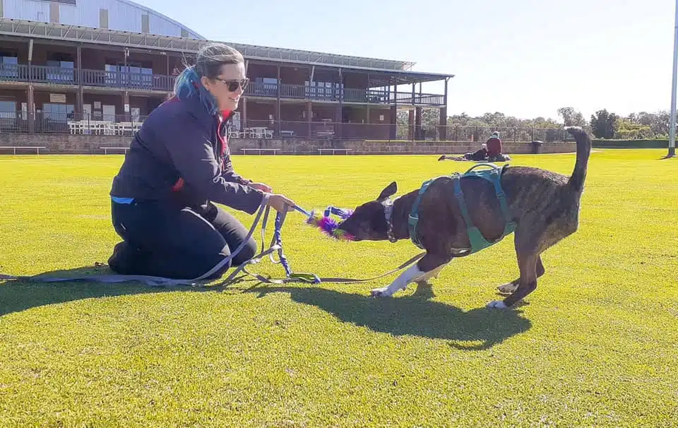 A woman kneels on grass, playing tug-of-war with a dog wearing a harness. A building and another person on the field are in the background, possibly a dog trainer from Dogs West offering guidance.
