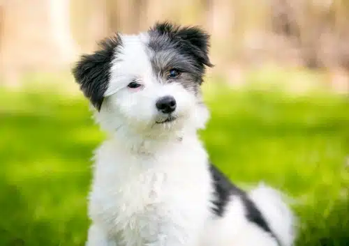 A fluffy white and black toy poodle sits on green grass with a blurred outdoor background.