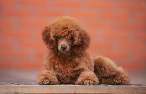 Toy poodle smart hotsell