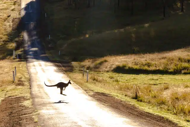 A kangaroo hops across a sunlit rural road surrounded by grassy field.