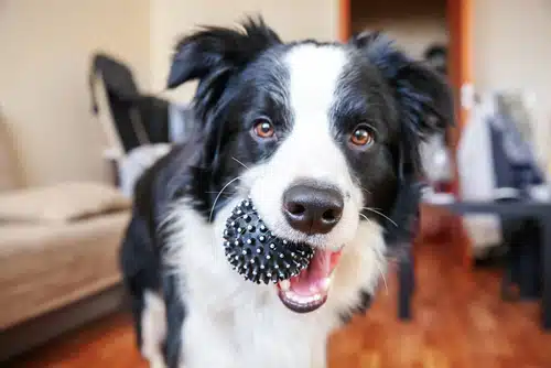 A black and white dog is holding an indestructible dog toy, a spiky rubber ball, in its mouth while standing on a wooden floor indoors.