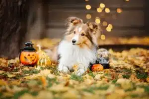 A Shetland Sheepdog in a cute dog Halloween costume lies on fallen autumn leaves, surrounded by pumpkins, a jack-o’-lantern lantern, and festive Halloween decorations.