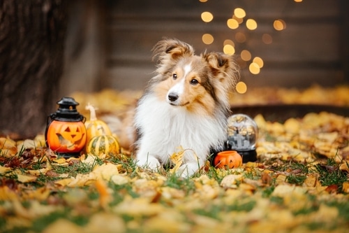 A Shetland Sheepdog in a cute dog Halloween costume lies on fallen autumn leaves, surrounded by pumpkins, a jack-o’-lantern lantern, and festive Halloween decorations.