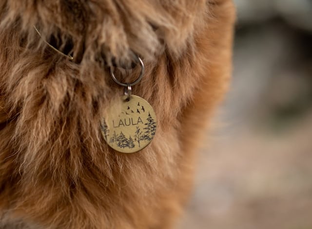 Puppy names and dog names are shown on dog tags like these.