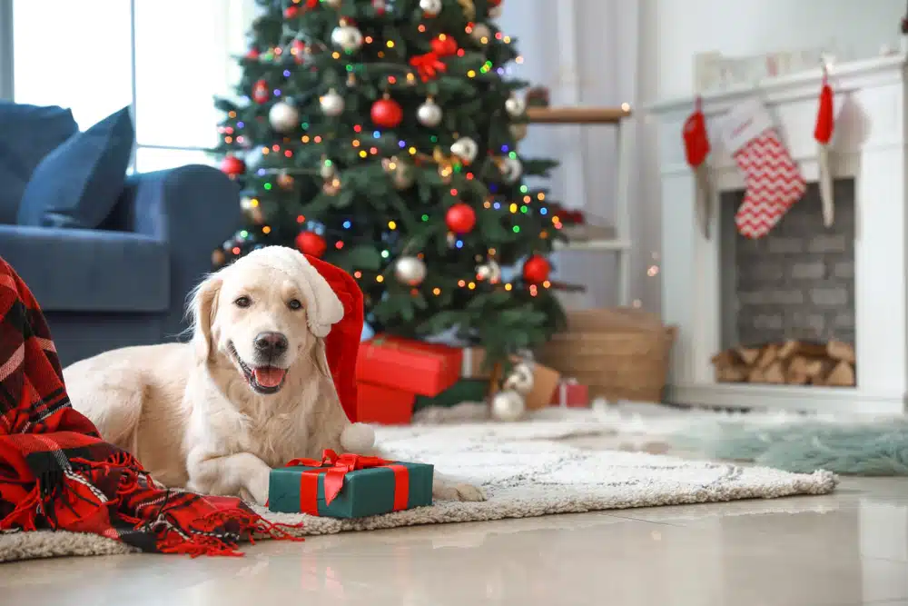 A golden retriever wearing a Santa hat lies on a rug beside a wrapped gift, dreaming of indestructible dog toys. A decorated Christmas tree and fireplace create the perfect festive backdrop.