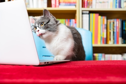 A gray and white cat wearing glasses looks at a laptop screen, surrounded by a colorful bookshelf, eagerly browsing the Top 5 Most Read Articles of 2024.