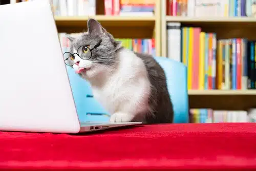 A gray and white cat wearing glasses looks at a laptop screen, surrounded by a colorful bookshelf, eagerly browsing the Top 5 Most Read Articles of 2024.