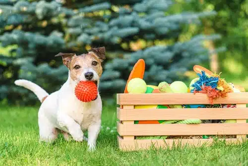 A dog holds a red ball in its mouth, standing next to a wooden crate filled with indestructible dog toys on a grassy lawn with trees in the background.