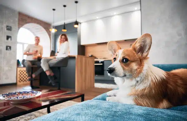 A corgi relaxes on a blue couch in a modern living room. In the background, two people discuss new NSW pet rental laws at a kitchen island, pendant lights glowing above.