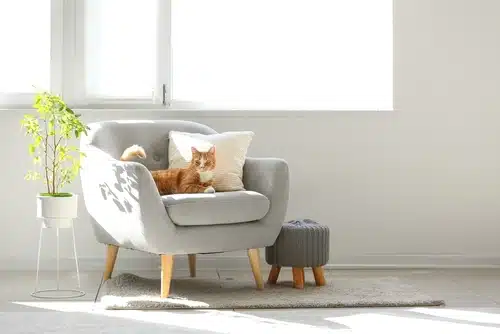 A cat lounges on a gray armchair with a pillow, next to a small ottoman and potted plant in a bright room, embodying the comforts pet parents seek amid evolving NSW rental laws.