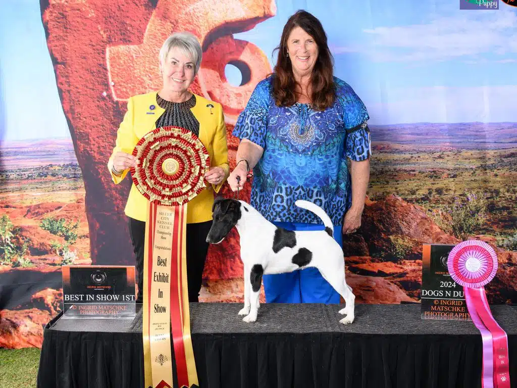 Two women stand with a black and white dog on a platform in front of a desert backdrop, showcasing their triumph at the conformation dog show. One proudly holds a large rosette and a "Best Exhibit in Show" ribbon.