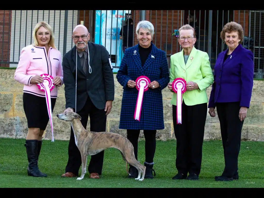 Five people stand on grass, holding pink and white ribbons, as if in celebration of a recent dog show. A proud canine, embodying conformation standards, is posed elegantly in front of them.
