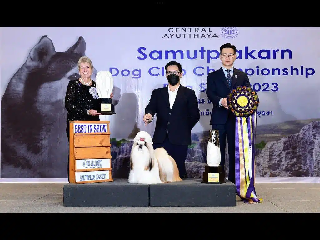 Dog show conformation winners pose with a Shih Tzu on a platform. Two men and one woman proudly hold trophies, with a "Best in Show" sign in front. A banner overhead reads "Samutprakarn Dog Club Championship 2023.