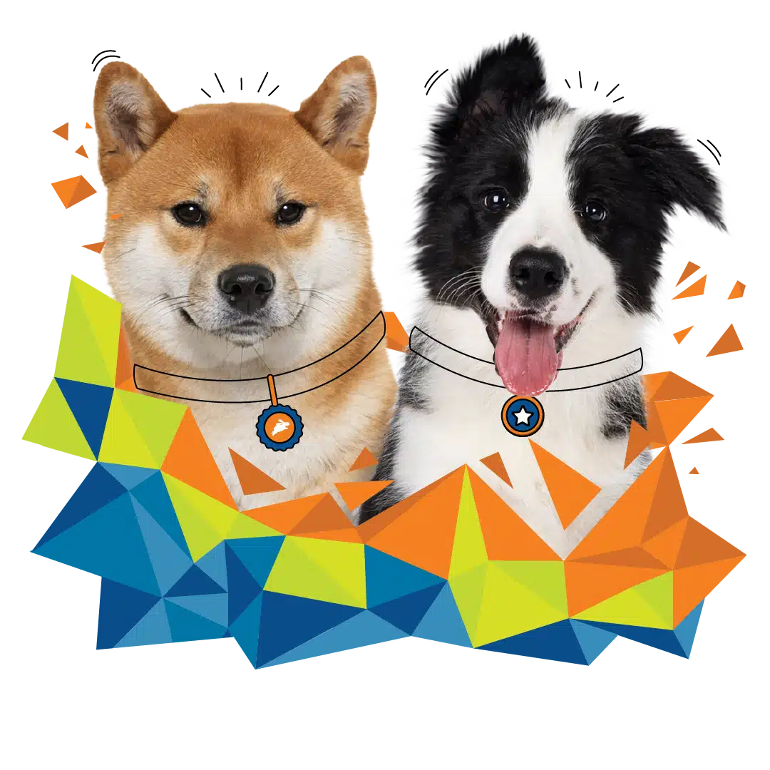 Illustration of a Shiba Inu and a Border Collie, both proudly wearing collars adorned with star pendants, against a colorful geometric background. This piece celebrates the companionship fostered by Breeder Partnerships through Dogs Victoria.