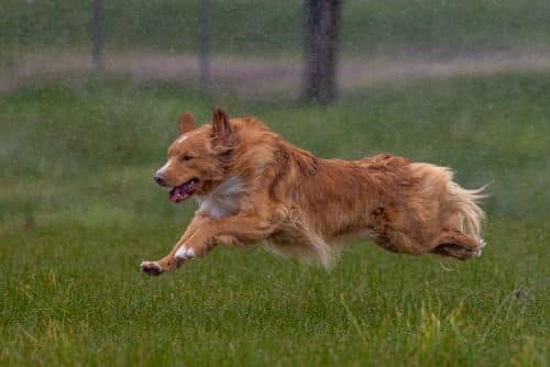 A golden retriever leaps through a grassy field on a rainy day, embodying the spirit of dog sports with every bound.