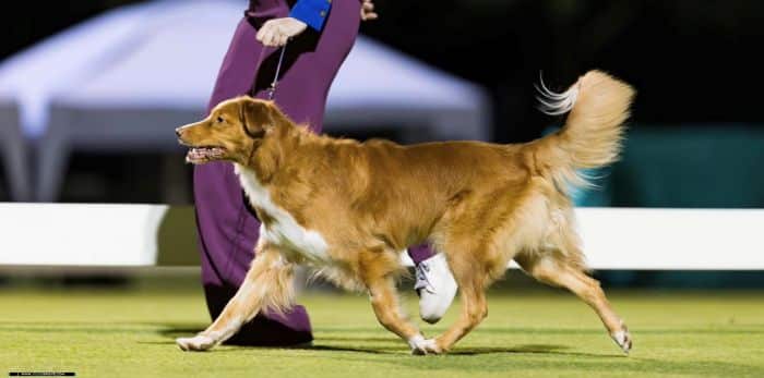 Jess with her brown and white duck toller in a dog conformation show