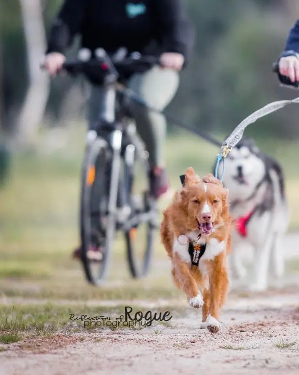 Two dogs on leashes run ahead of a cyclist on a path. One dog is a husky, and the other is a reddish-brown duck toller, showcasing their agility in an impromptu display of dog sports.