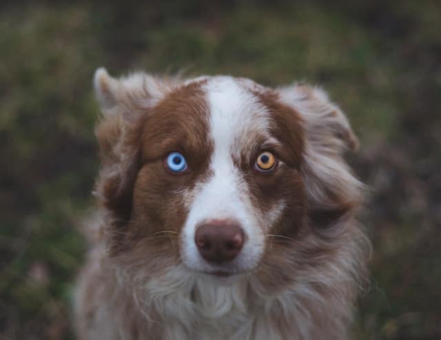 An Australian shepherd with brown and white fur and striking heterochromia, boasting one blue eye and one brown eye, sits serenely on the grass.