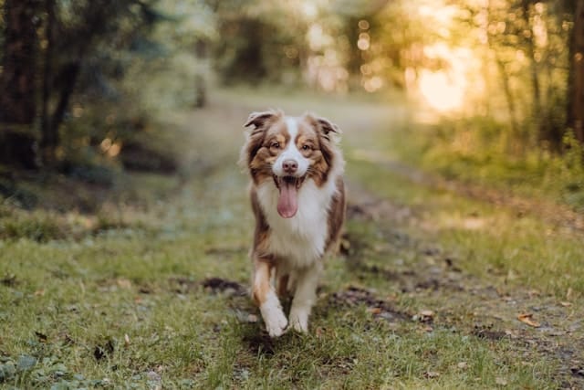 A brown and white Aussie Shepherd with long fur strolls along a grassy trail in a forested area, mouth open and tongue out. Sunlight filters through the trees, highlighting its playful spirit.