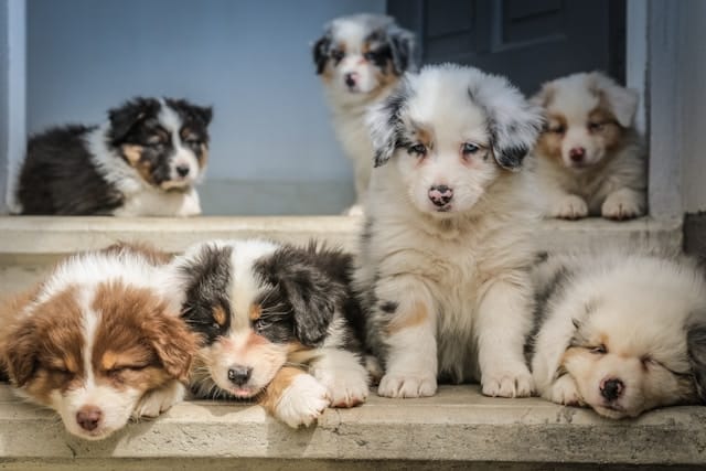 Seven fluffy puppies of various colors rest on a set of stairs. Some sit attentively while others nap contentedly.