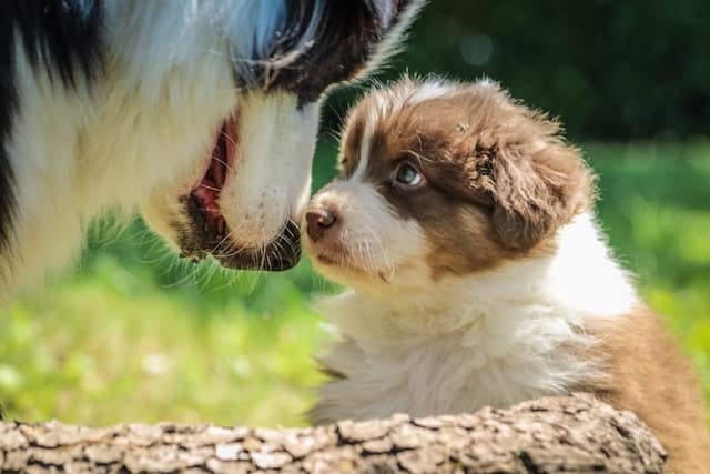 An adult Aussie Shepherd and a fluffy puppy face each other closely outdoors, with green grass in the background.