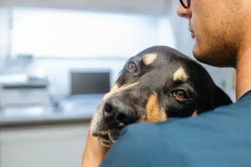 In a veterinary clinic, a person in a blue shirt cradles a black and brown dog. Celebrating World Vet Day 2025, this heartwarming scene captures the dedication of vets in Australia.