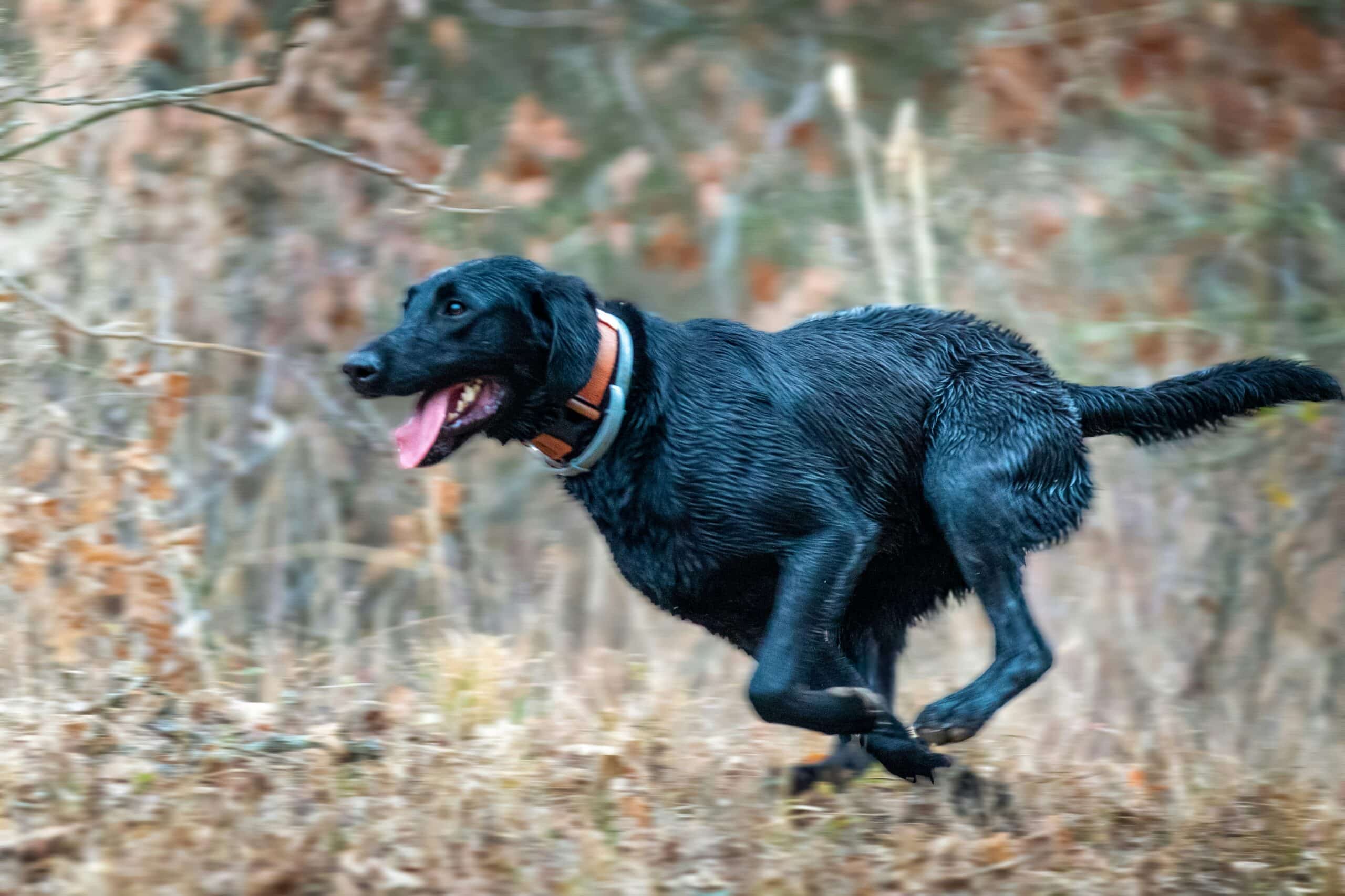 A wet black dog wearing an orange collar, possibly an Exercise Induced Collapse Labrador, runs quickly through a natural outdoor area with grass and trees.